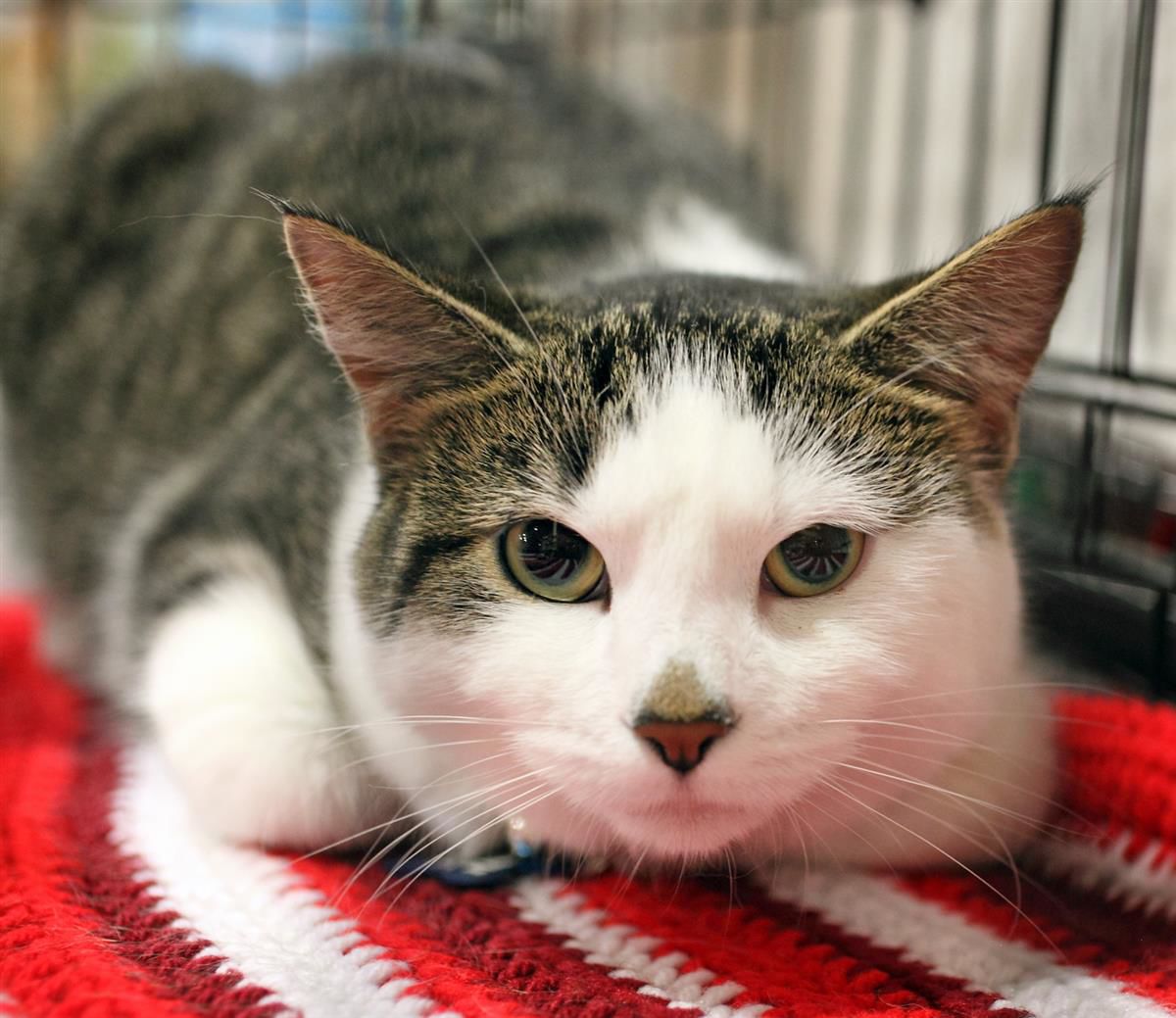Homeless Animals Rescue Team - Trouble.jpg